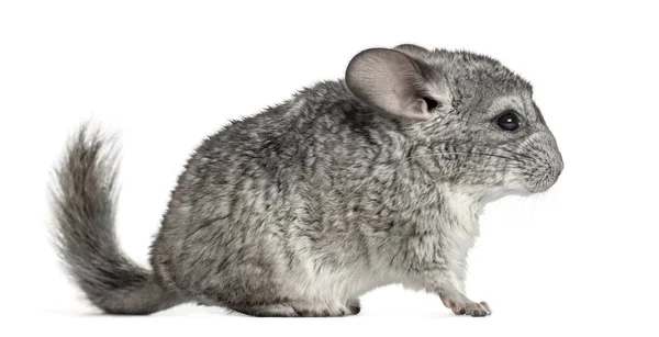 Chinchilla gris debout, isolé sur blanc — Photo