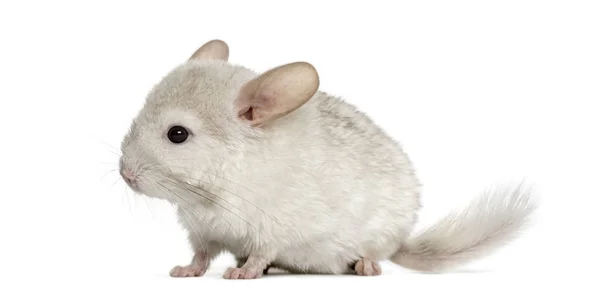 Chinhilla branco de pé, isolado em branco — Fotografia de Stock