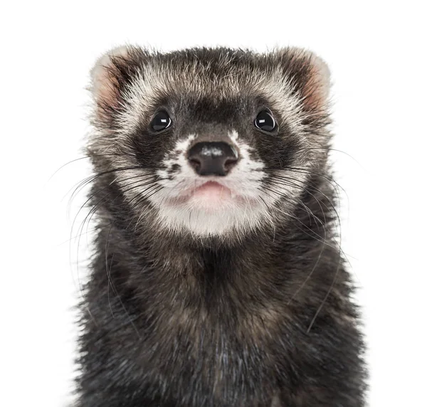 beyaz izole gelincik, yakın çekim