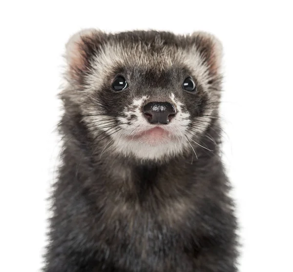 Close-up of a ferret, isolated on white — Stock Photo, Image