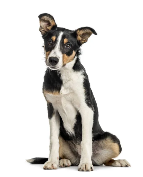 Australian shepherd sitting, isolated on white — Stock Photo, Image