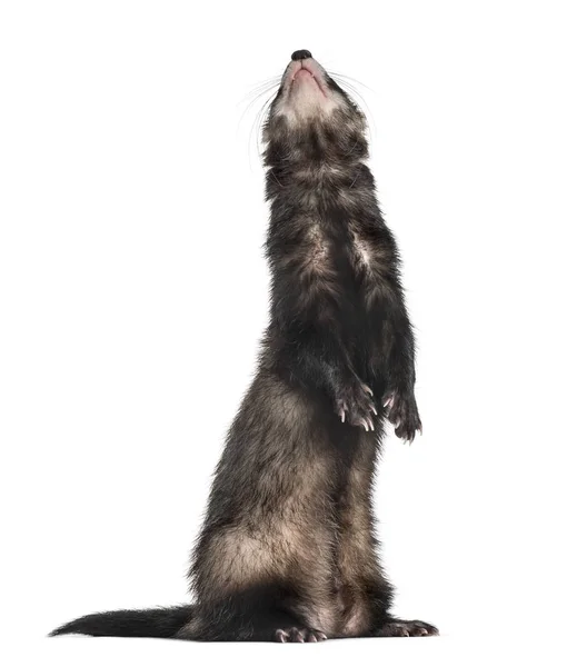 Ferret on hind legs looking up, isolated on white — Stock Photo, Image