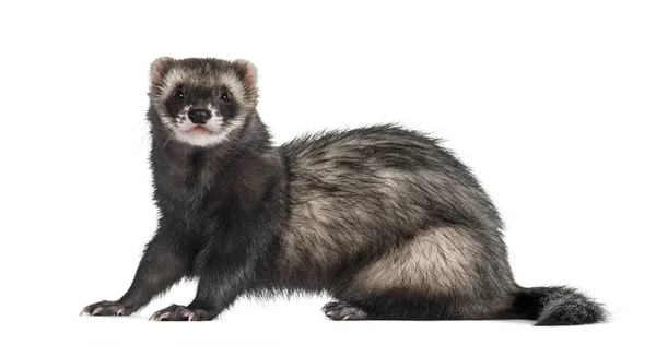 Ferret sitting, isolated on white — Stock Photo, Image