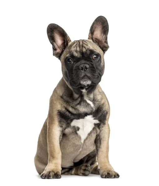 Bouledogue français assis, isolé sur blanc — Photo