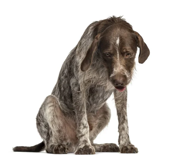 Crossbreed dog looking down, isolated on white — Stock Photo, Image