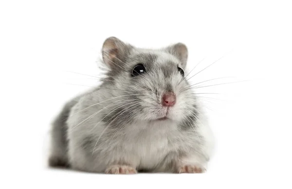 Hamster liegend, isoliert auf weißem Grund — Stockfoto