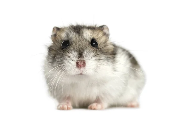 Hamster deitado, isolado em branco — Fotografia de Stock