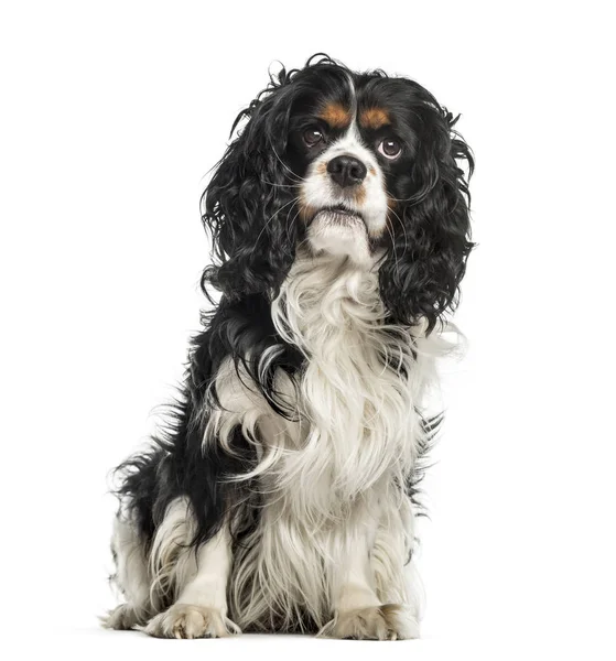 Cavalier Charles sitting, isolated on white — стоковое фото