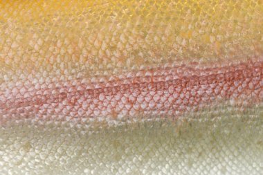 Albino Gökkuşağı alabalığı cildin Close-Up