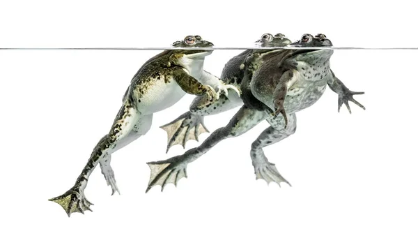 Tři žáby pod čistou vodou, izolované na bílém — Stock fotografie