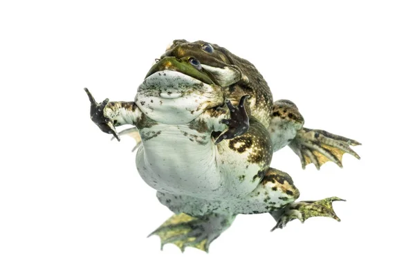 Płci męskiej i żeńskiej żaby kopulacji, na białym tle — Zdjęcie stockowe