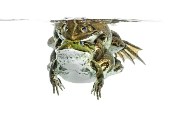 青蛙在清澈的水，孤立的上白下交配 — 图库照片