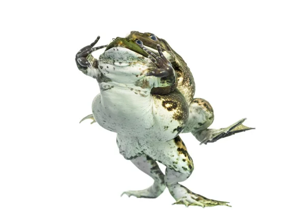 Płci męskiej i żeńskiej żaby kopulacji, na białym tle — Zdjęcie stockowe