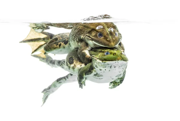 Лягушки совокупляются под чистой водой, изолированные на белом — стоковое фото