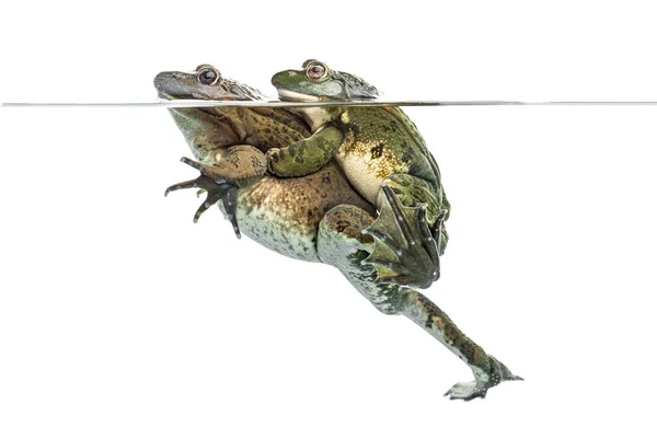 Žáby, souložící pod čistou vodou, izolované na bílém — Stock fotografie