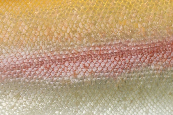 Primer plano de la piel de la trucha arco iris albinos — Foto de Stock