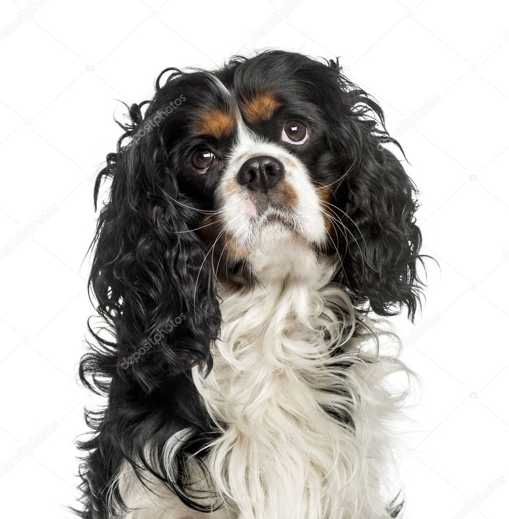 Close-up of a cavalier charles, isolated on white