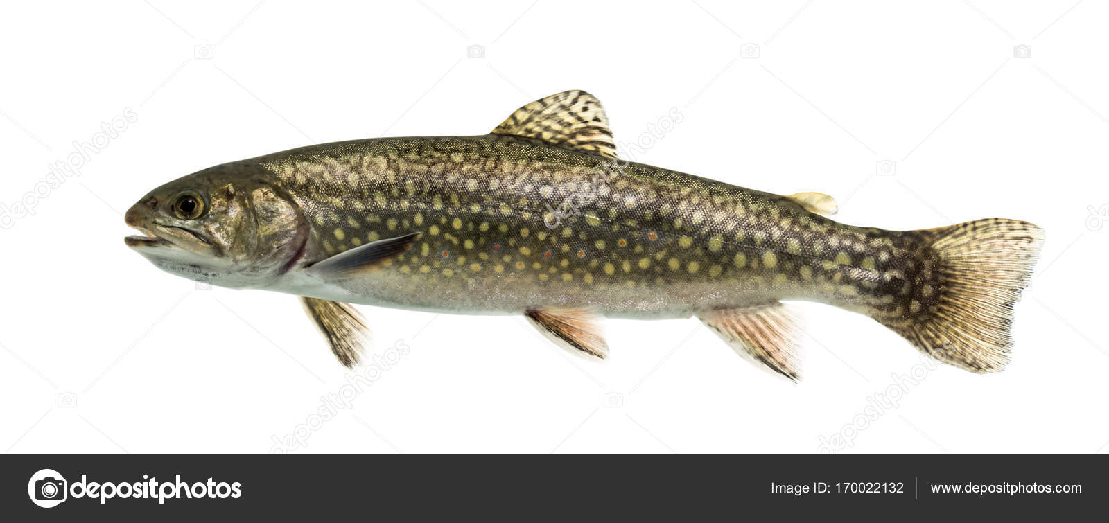 Brook trout swimming, isolated on white Stock Photo by ©lifeonwhite  170022132