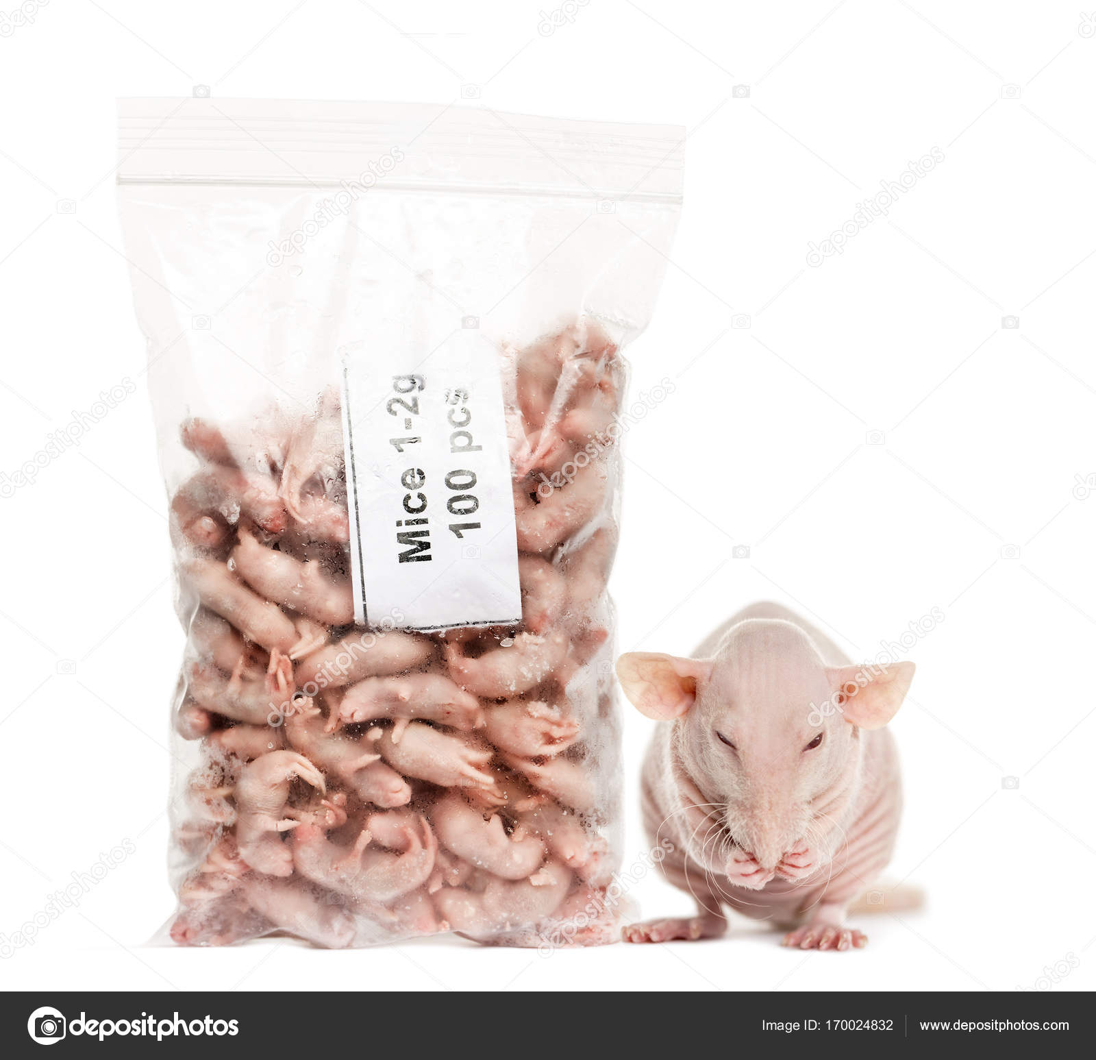Hairless rat and a pack a dead babies mice, isolated on white