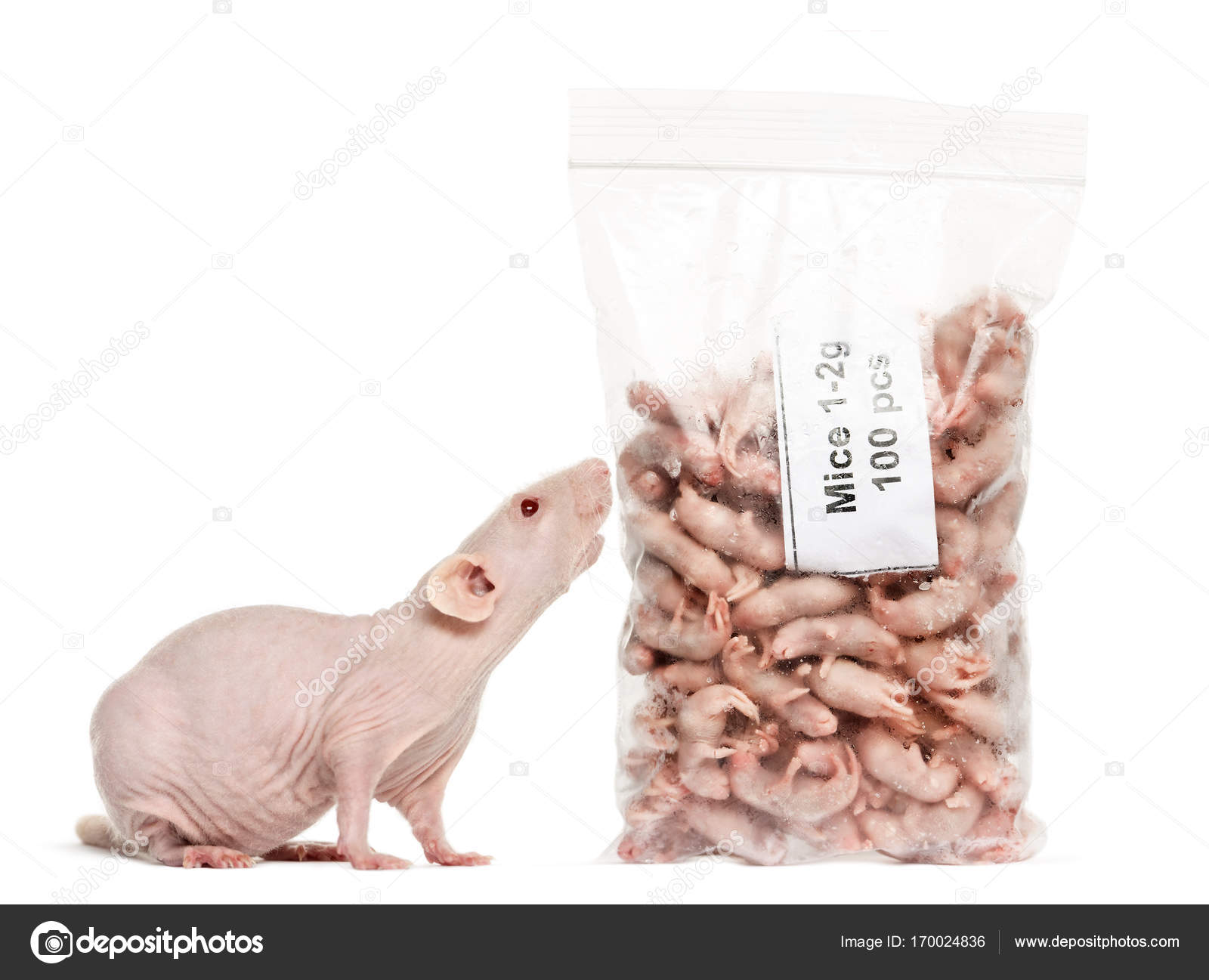 Hairless Mouse For Sale Pet Mouse Needle Felted Pet Mouse, Custom