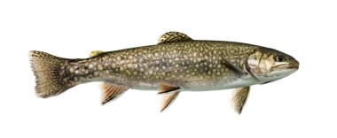 Brook trout swimming, isolated on white clipart