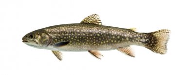 Brook trout swimming, isolated on white clipart