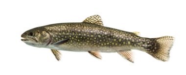 Brook trout swimming, isolated on white clipart