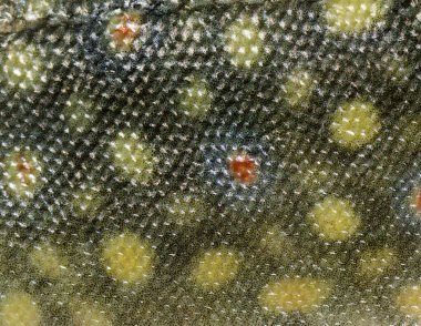 Close-up of brook trout scales clipart