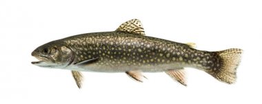 Brook trout swimming, isolated on white clipart