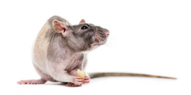 Sıçan yeme fıstık, izole üzerinde beyaz