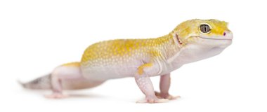Beyaz izole sarı gecko ayakta