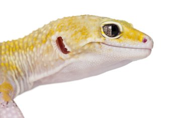 Beyaz izole gecko, close-up yan