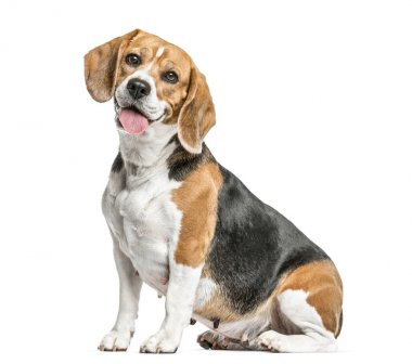 Beagle oturma ve nefes nefese, izole üzerinde beyaz