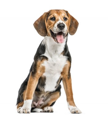 Beagle oturma ve nefes nefese, izole üzerinde beyaz