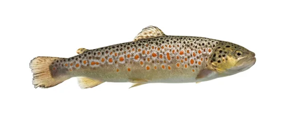 Brown trout swimming, isolated on white — Stock Photo, Image