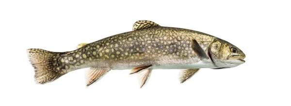 Brook trout swimming, isolated on white — Stock Photo, Image