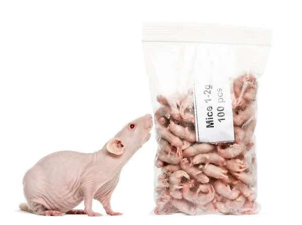 Rato sem pêlos cheirando pacote de ratos bebês mortos, isolado no whit — Fotografia de Stock