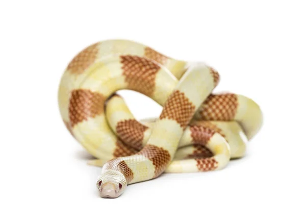 滚动，孤立在上白色的淡黄色蛇 — 图库照片