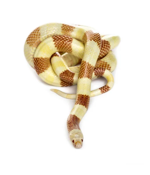 Rollo de serpiente amarillenta, aislado en blanco —  Fotos de Stock