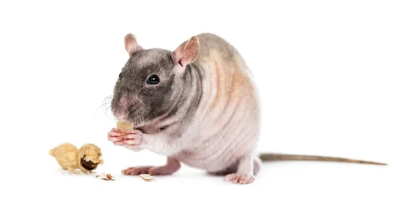 Ratte frisst Erdnuss, isoliert auf weiß — Stockfoto