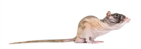 Крысы хватают что-то, изолированное на белом — стоковое фото