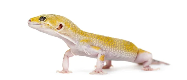 Postavení se žlutá gecko, izolované na bílém — Stock fotografie