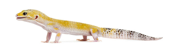 Yellow gecko standing, isolated on white