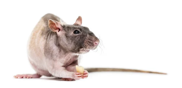 Krysa jíst arašídy, izolované na bílém — Stock fotografie