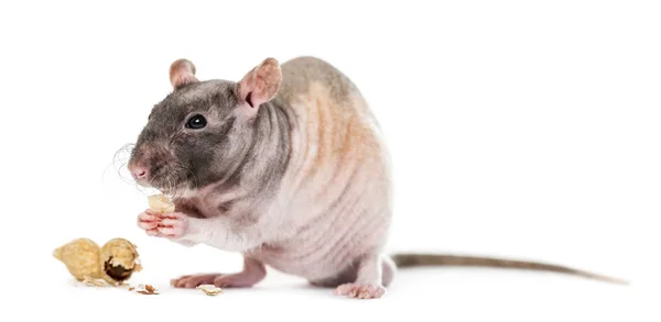 Rat eten pinda, geïsoleerde op wit — Stockfoto