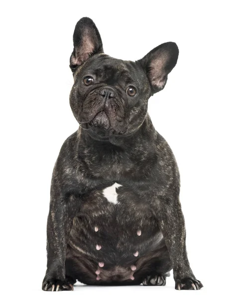 Old female bulldog sitting, isolated on white — Stock Photo, Image