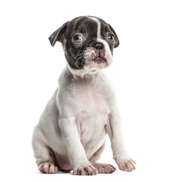Boston Terrier Welpe sitzend, isoliert auf weiß — Stockfoto