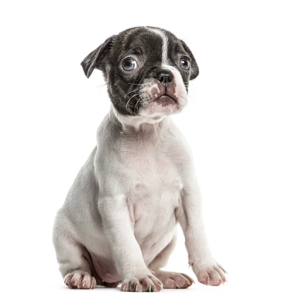 Boston terrier cachorro sentado, aislado en blanco —  Fotos de Stock