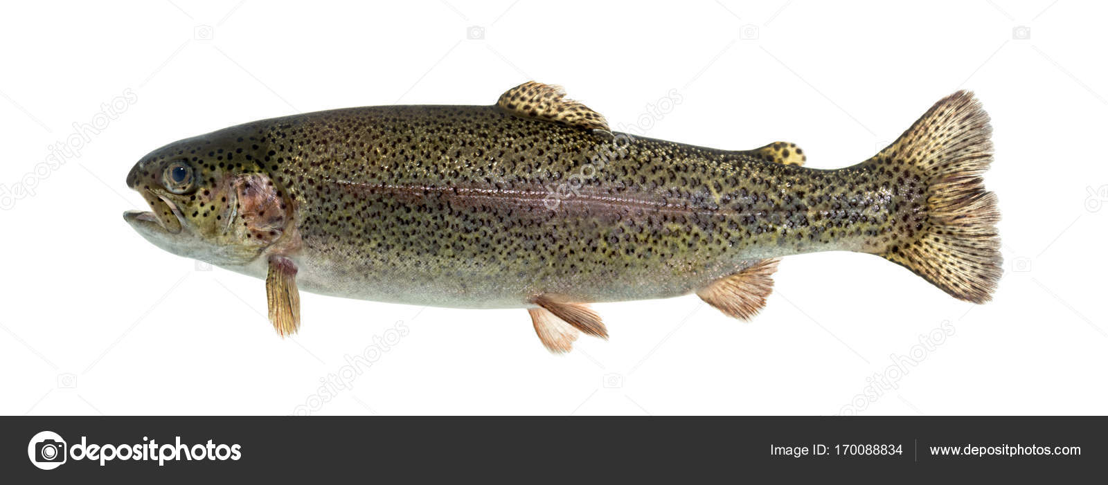 Rainbow trout swimming, isolated on white Stock Photo by