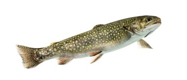 Brook trout swimming, isolated on white clipart